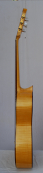 Rebrasti javor 2