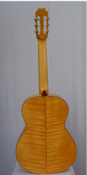 Rebrasti javor 2