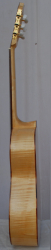Rebrasti javor unikat